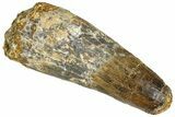 Real Fossil Spinosaurus Tooth - Feeding Worn Tip #365657-1